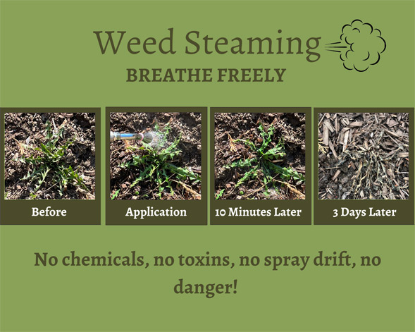 Weed-Steaming-Before-and-After-Website-
